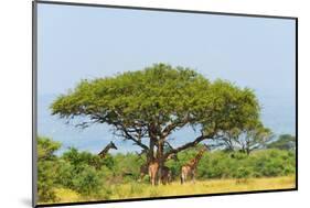 Giraffes under an acacia tree on the savanna, Murchison Falls National park, Uganda-Keren Su-Mounted Photographic Print