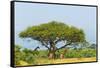 Giraffes under an acacia tree on the savanna, Murchison Falls National park, Uganda-Keren Su-Framed Stretched Canvas