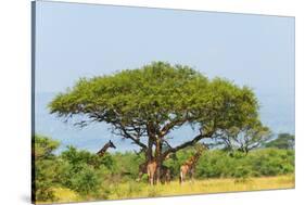 Giraffes under an acacia tree on the savanna, Murchison Falls National park, Uganda-Keren Su-Stretched Canvas