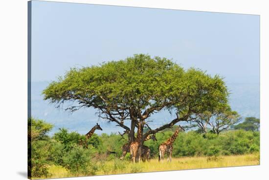 Giraffes under an acacia tree on the savanna, Murchison Falls National park, Uganda-Keren Su-Stretched Canvas