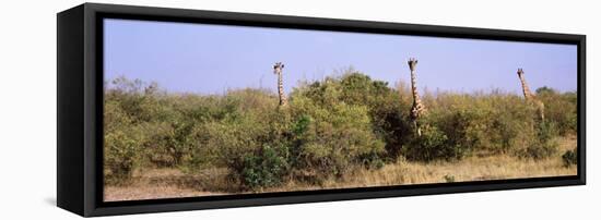 Giraffes Walking in a Field, Masai Mara National Reserve, Kenya-null-Framed Stretched Canvas