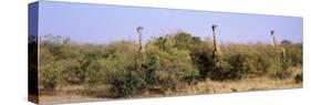 Giraffes Walking in a Field, Masai Mara National Reserve, Kenya-null-Stretched Canvas