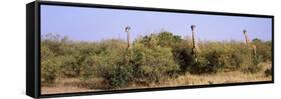 Giraffes Walking in a Field, Masai Mara National Reserve, Kenya-null-Framed Stretched Canvas