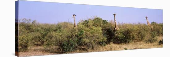 Giraffes Walking in a Field, Masai Mara National Reserve, Kenya-null-Stretched Canvas