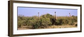 Giraffes Walking in a Field, Masai Mara National Reserve, Kenya-null-Framed Photographic Print