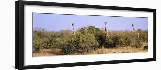 Giraffes Walking in a Field, Masai Mara National Reserve, Kenya-null-Framed Photographic Print