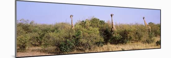 Giraffes Walking in a Field, Masai Mara National Reserve, Kenya-null-Mounted Photographic Print