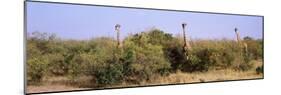 Giraffes Walking in a Field, Masai Mara National Reserve, Kenya-null-Mounted Photographic Print