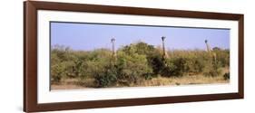 Giraffes Walking in a Field, Masai Mara National Reserve, Kenya-null-Framed Photographic Print