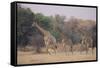 Giraffes Walking through the Grass-DLILLC-Framed Stretched Canvas