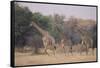 Giraffes Walking through the Grass-DLILLC-Framed Stretched Canvas