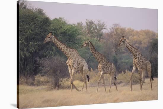 Giraffes Walking through the Grass-DLILLC-Stretched Canvas