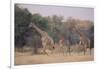 Giraffes Walking through the Grass-DLILLC-Framed Photographic Print