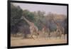 Giraffes Walking through the Grass-DLILLC-Framed Photographic Print