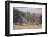 Giraffes Walking through the Grass-DLILLC-Framed Photographic Print