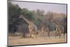 Giraffes Walking through the Grass-DLILLC-Mounted Photographic Print