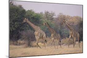 Giraffes Walking through the Grass-DLILLC-Mounted Photographic Print