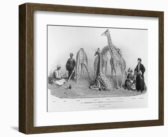 Giraffes with the Arabs Who Brought Them over to Here, Zoological Gardens, Regent's Park, 1836-George The Elder Scharf-Framed Giclee Print