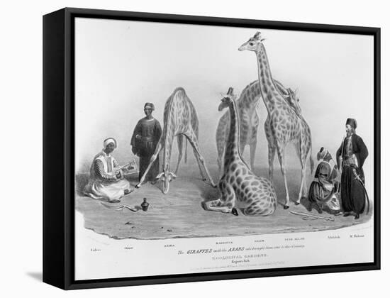 Giraffes with the Arabs Who Brought Them over to Here, Zoological Gardens, Regent's Park, 1836-George The Elder Scharf-Framed Stretched Canvas