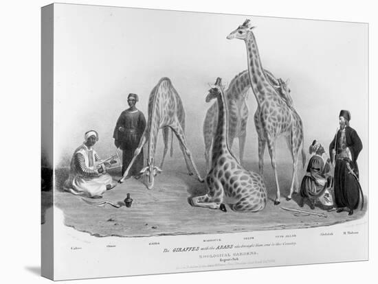 Giraffes with the Arabs Who Brought Them over to Here, Zoological Gardens, Regent's Park, 1836-George The Elder Scharf-Stretched Canvas