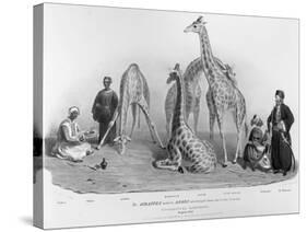 Giraffes with the Arabs Who Brought Them over to Here, Zoological Gardens, Regent's Park, 1836-George The Elder Scharf-Stretched Canvas