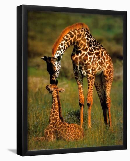 Giraffes-Kevin Schafer-Framed Poster