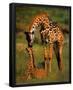 Giraffes-Kevin Schafer-Framed Poster