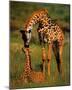 Giraffes-Kevin Schafer-Mounted Poster