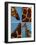 Giraffes-Jean-Michel Labat-Framed Art Print