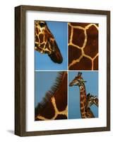 Giraffes-Jean-Michel Labat-Framed Art Print