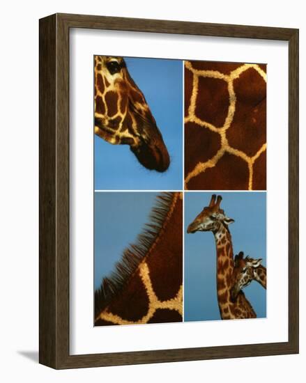 Giraffes-Jean-Michel Labat-Framed Art Print