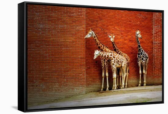 Giraffes-yuran-78-Framed Stretched Canvas