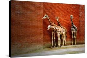Giraffes-yuran-78-Stretched Canvas