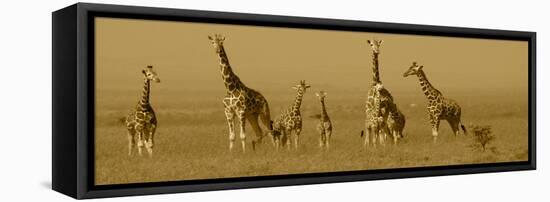 Giraffes-Sarah Farnsworth-Framed Stretched Canvas