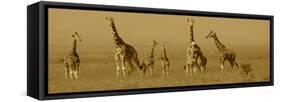 Giraffes-Sarah Farnsworth-Framed Stretched Canvas