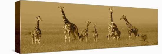 Giraffes-Sarah Farnsworth-Stretched Canvas