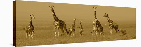 Giraffes-Sarah Farnsworth-Stretched Canvas