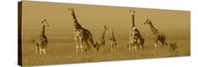 Giraffes-Sarah Farnsworth-Stretched Canvas