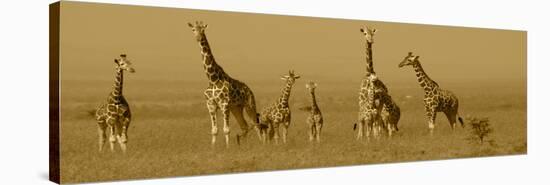 Giraffes-Sarah Farnsworth-Stretched Canvas