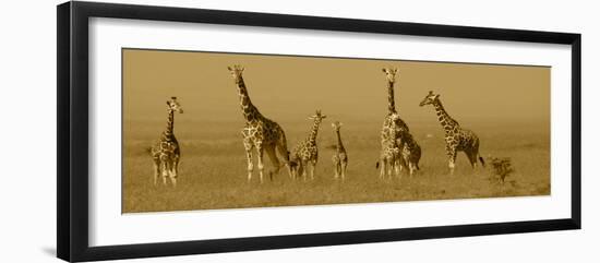 Giraffes-Sarah Farnsworth-Framed Premium Photographic Print