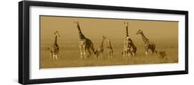 Giraffes-Sarah Farnsworth-Framed Premium Photographic Print