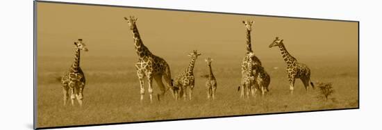 Giraffes-Sarah Farnsworth-Mounted Premium Photographic Print