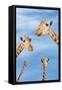 Giraffes-null-Framed Stretched Canvas