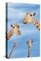 Giraffes-null-Stretched Canvas