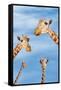 Giraffes-null-Framed Stretched Canvas