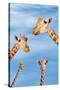 Giraffes-null-Stretched Canvas