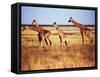 Giraffes-null-Framed Stretched Canvas