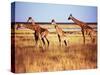 Giraffes-null-Stretched Canvas
