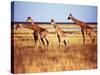 Giraffes-null-Stretched Canvas
