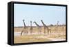 Giraffes-Grobler du Preez-Framed Stretched Canvas